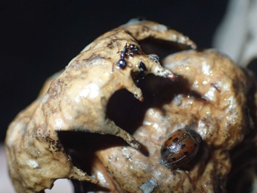 Andricus dentimitratus