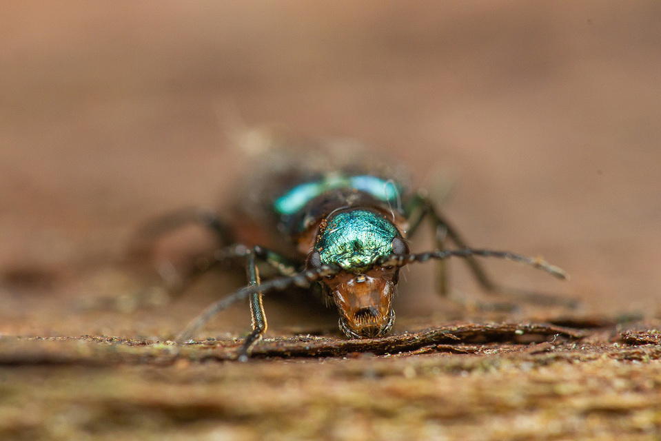 Malachius bipustulatus - kétfoltos bibircsesbogár