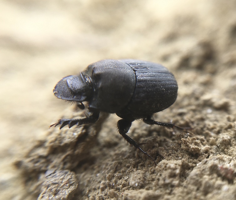 Onthophagus verticicornis - fekete trágyatúró