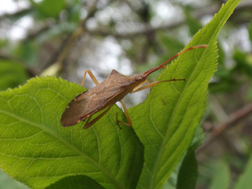 Gonocerus acuteangulatus - aranypetés karimáspoloska