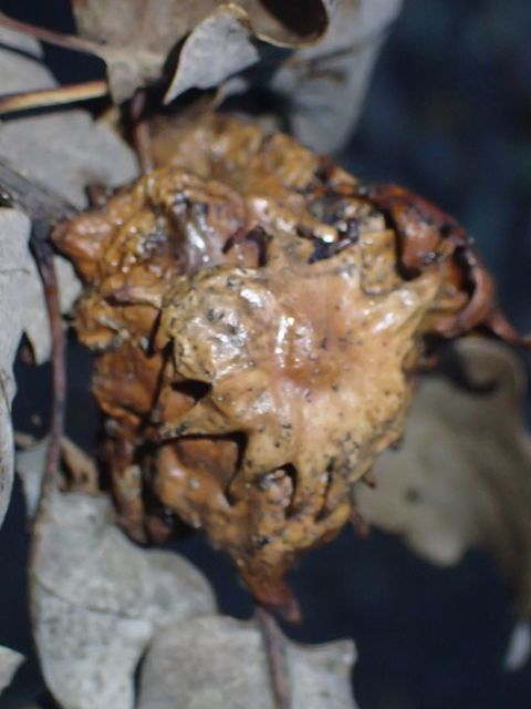 Andricus dentimitratus