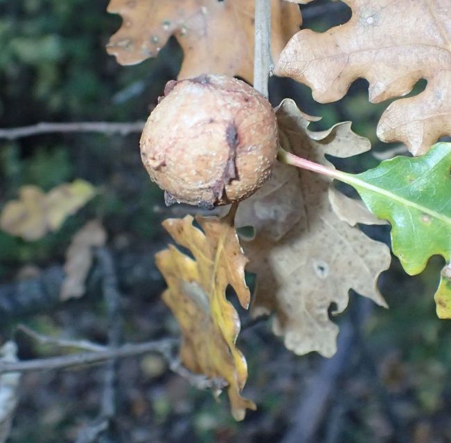 Andricus quercustozae