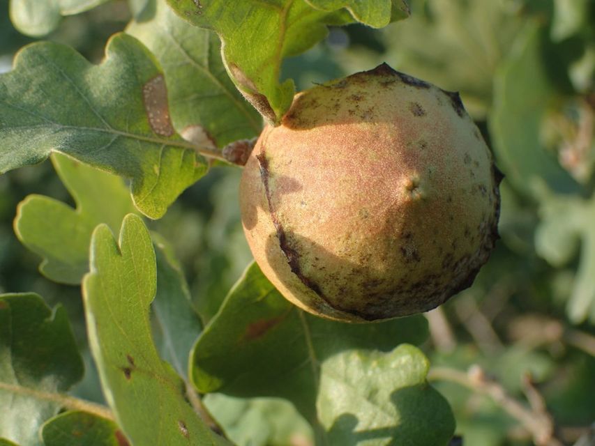 Andricus quercustozae