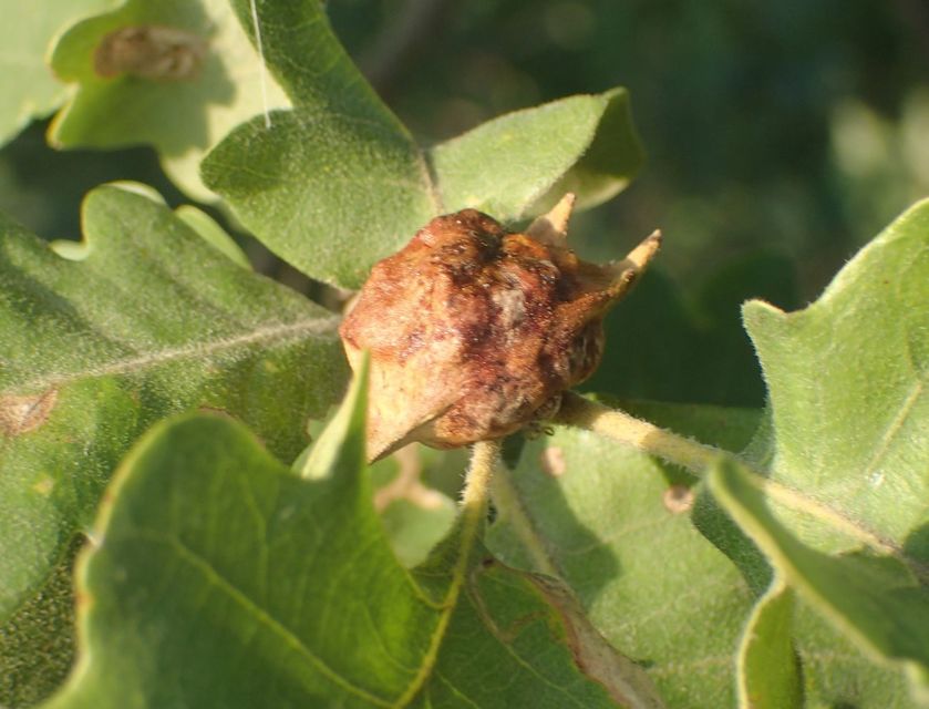 Andricus coronatus