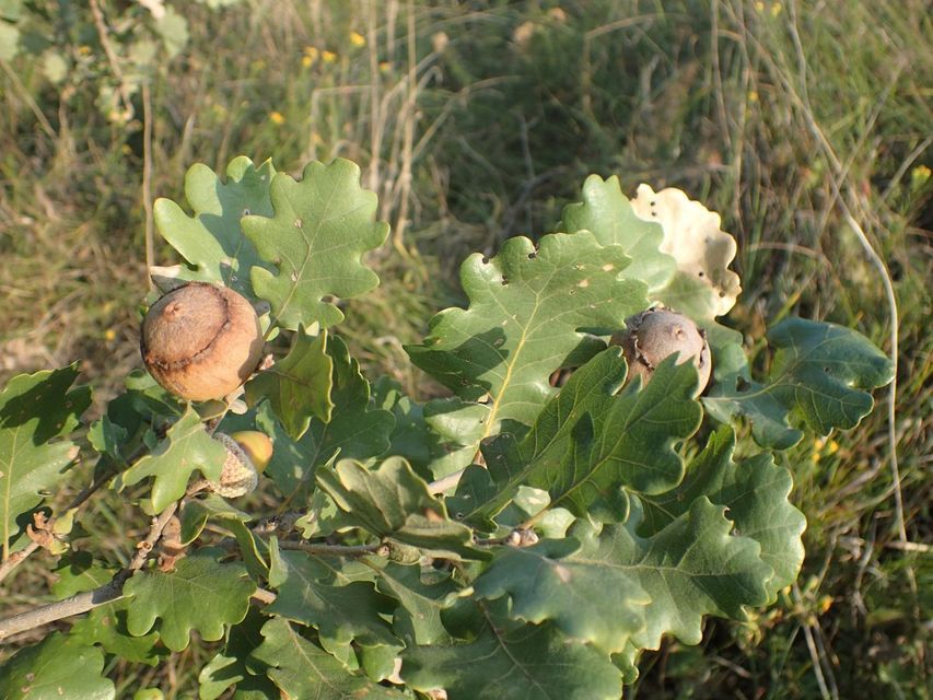 Andricus quercustozae