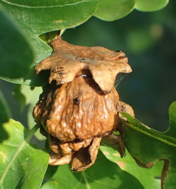 Andricus dentimitratus