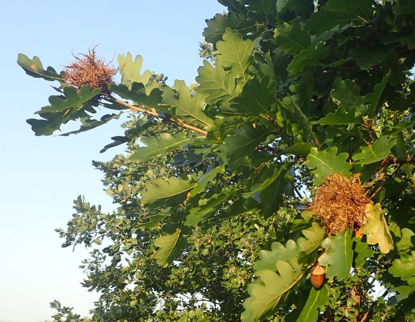 Andricus caputmedusae - medúzafej-gubacsdarázs