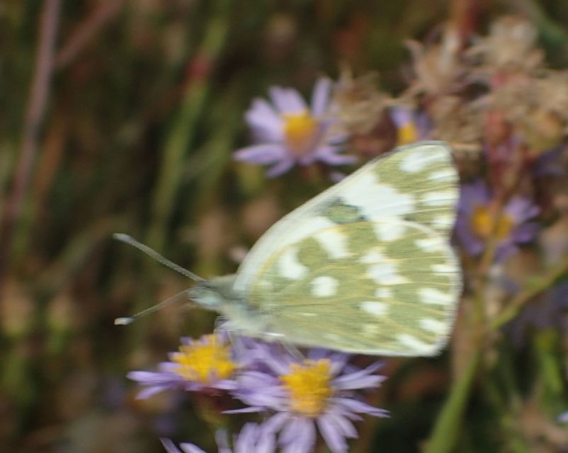Pontia edusa - rezedalepke