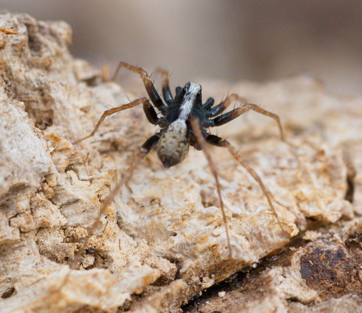 Pardosa alacris/lugubris