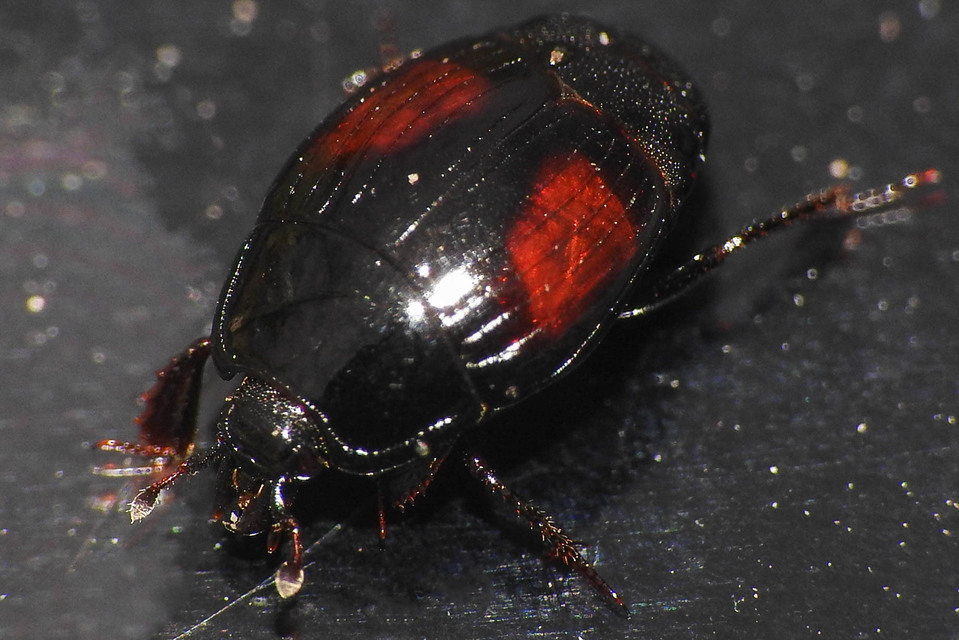 Margarinotus purpurascens - vöröslő sutabogár