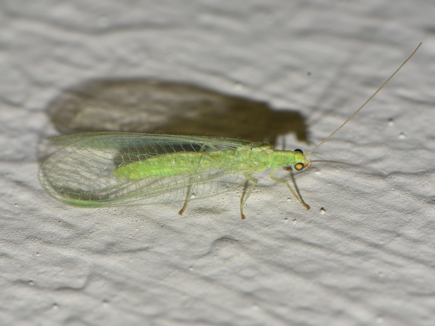 Chrysopidae - zöldfátyolkák