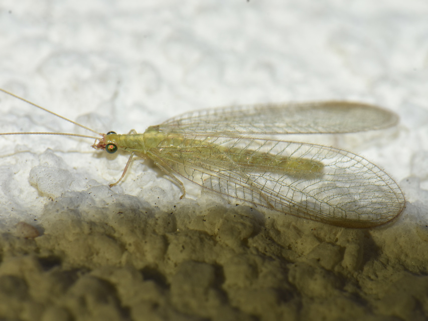 Chrysopidae - zöldfátyolkák