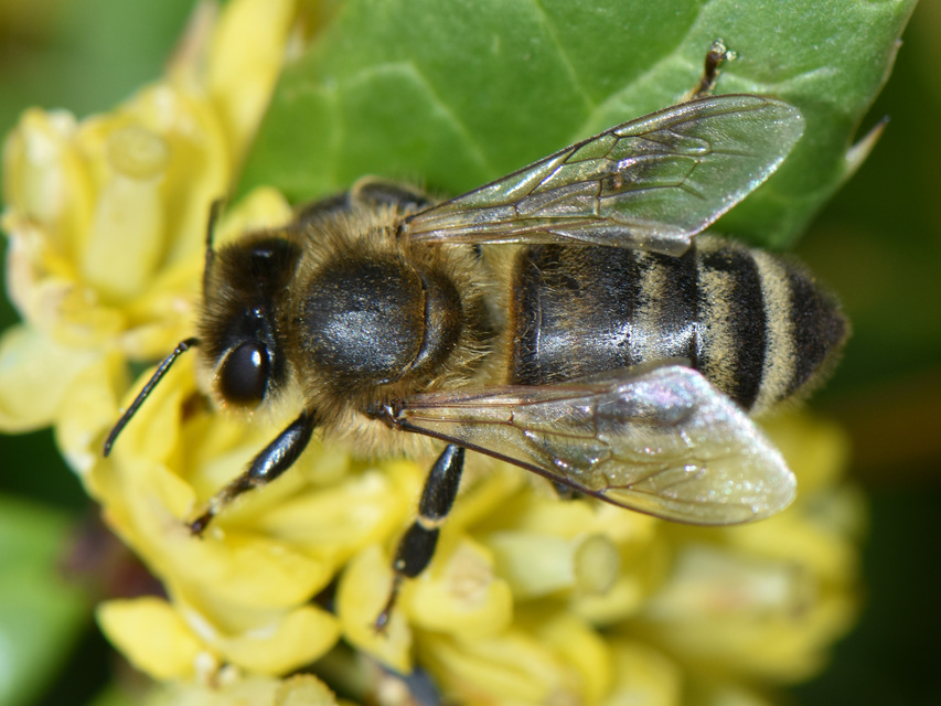 Apis mellifera - háziméh