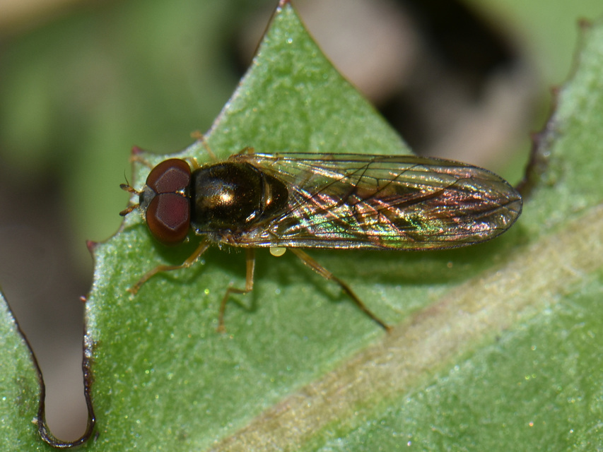 Melanostoma