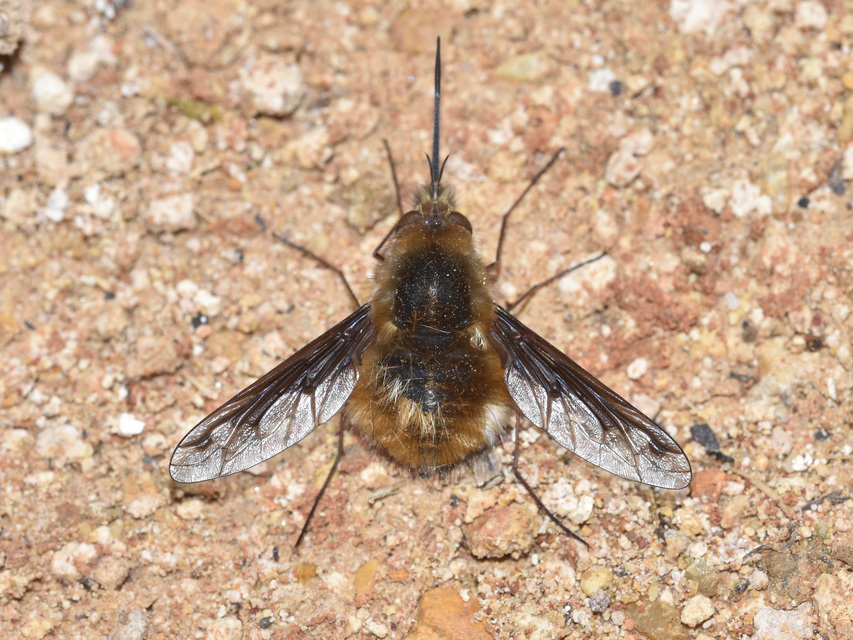 Bombylius major - szegélyes pöszörlégy
