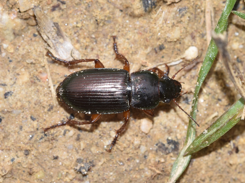 Harpalus affinis - szőrösszárnyú lomhafutó