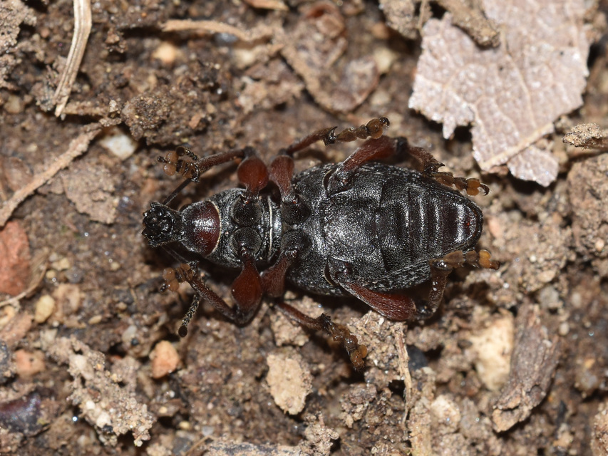 Dodecastichus