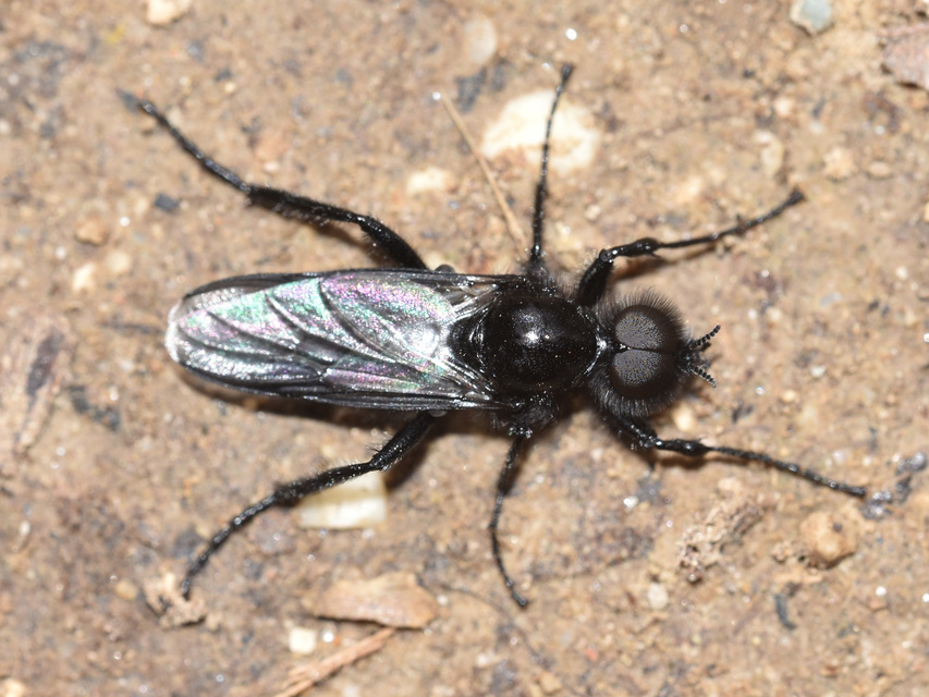 Bibionidae - bársonylegyek