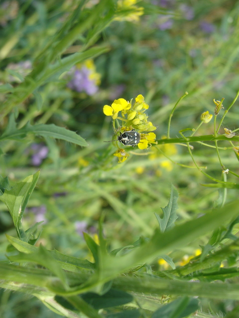 Eurydema oleracea - paréjpoloska Eurydema oleracea - paréjpoloska