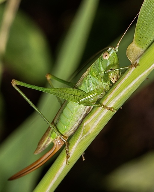 Conocephalus fuscus - kis kúpfejűszöcske
