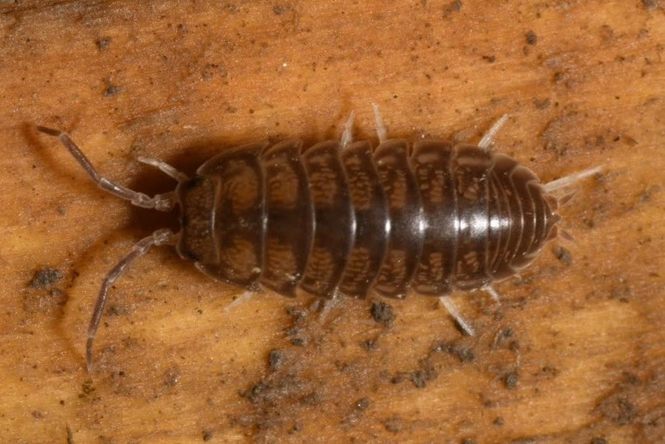 Cylisticus convexus - álgömbászka