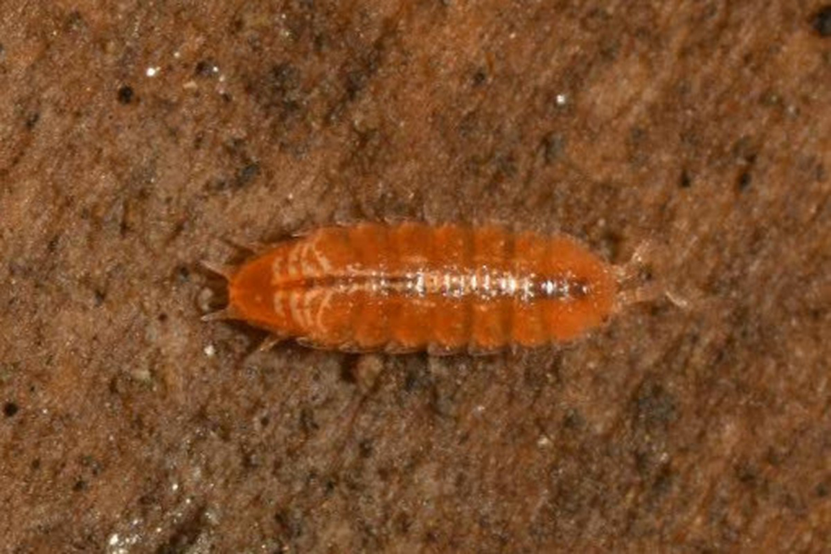 Androniscus roseus - rózsás kisászka