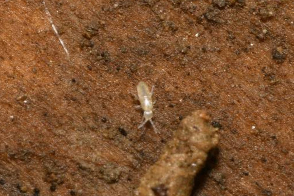 Lepidocyrtus