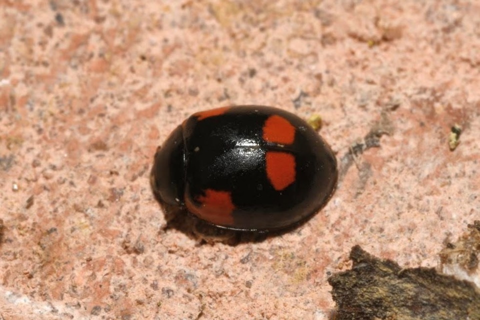 Adalia bipunctata - kétpettyes katica