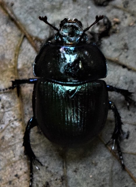 Anoplotrupes stercorosus - erdei álganéjtúró