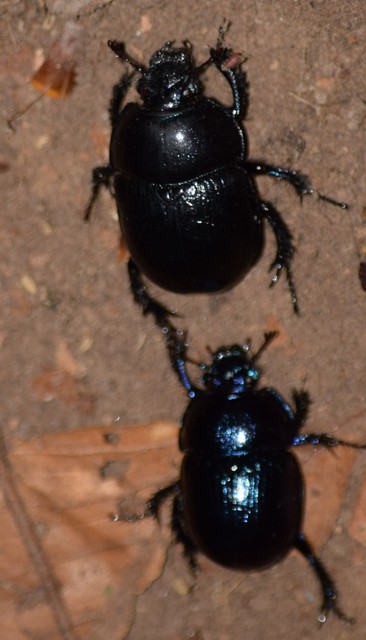 Anoplotrupes stercorosus - erdei álganéjtúró