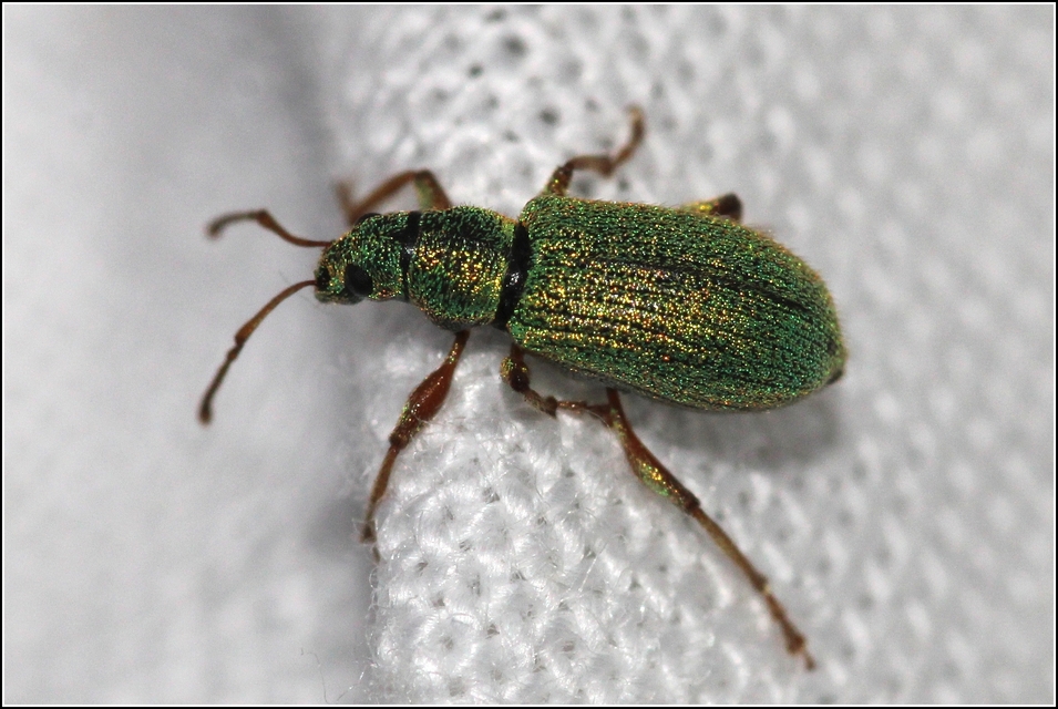 Phyllobius argentatus - ezüstös levélormányos