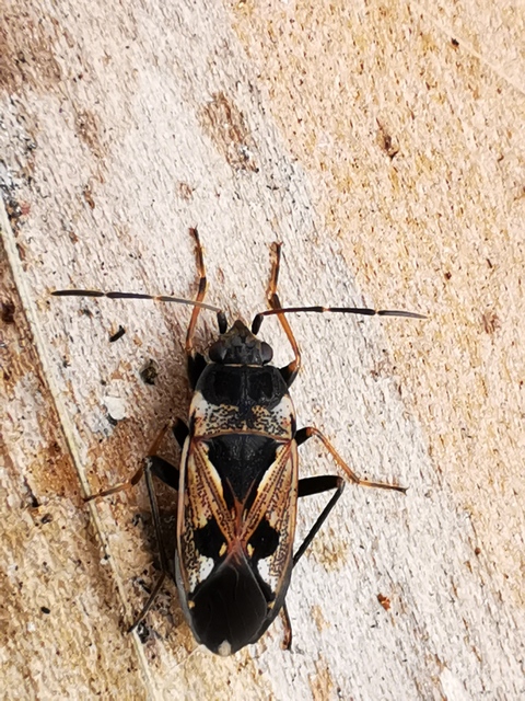 Rhyparochromus vulgaris - közönséges díszesbodobács