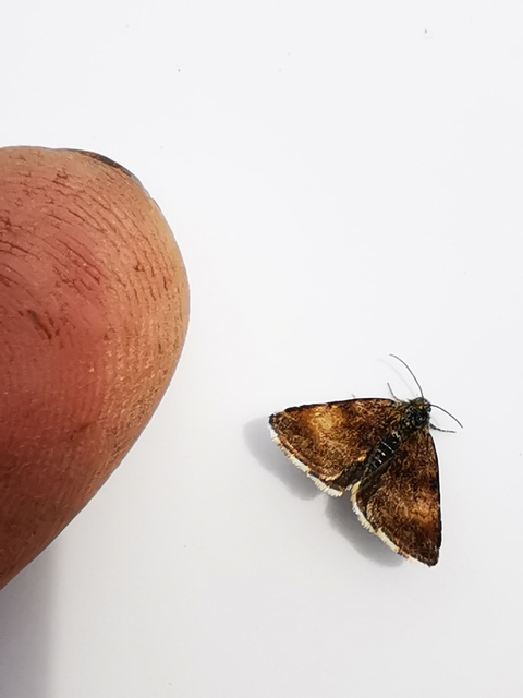 Panemeria tenebrata - apró sárgabagoly