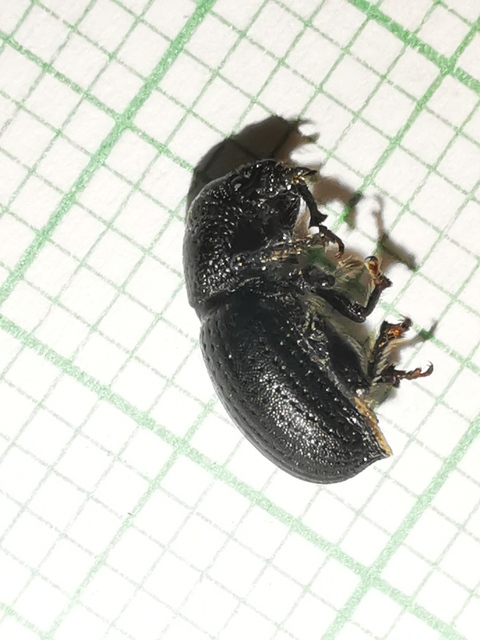 Psallidium maxillosum - fekete barkó