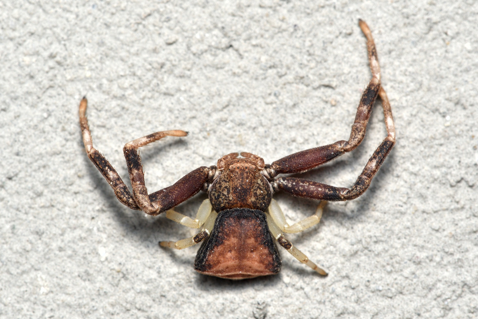 Pistius truncatus - csonka karolópók