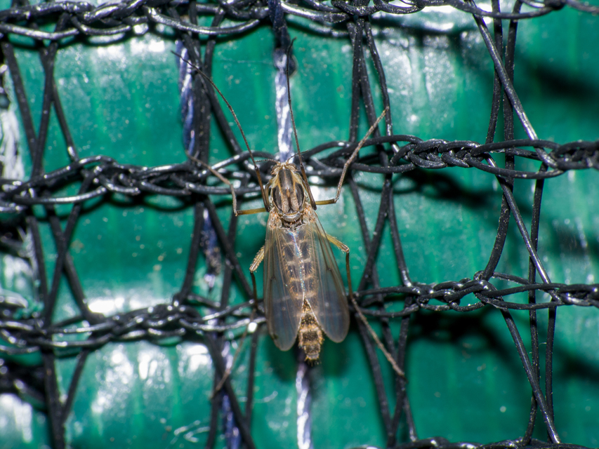 Chironominae