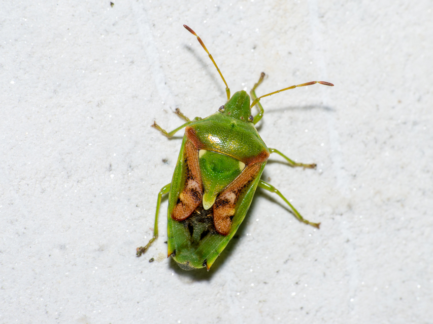 Cyphostethus tristriatus - boróka-dajkapoloska Cyphostethus tristriatus - boróka-dajkapoloska