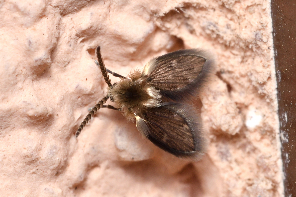 Psychodinae