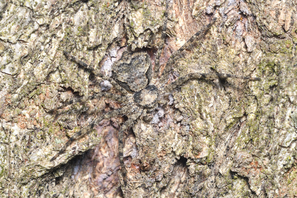 Philodromus poecilus - cifra karolópók