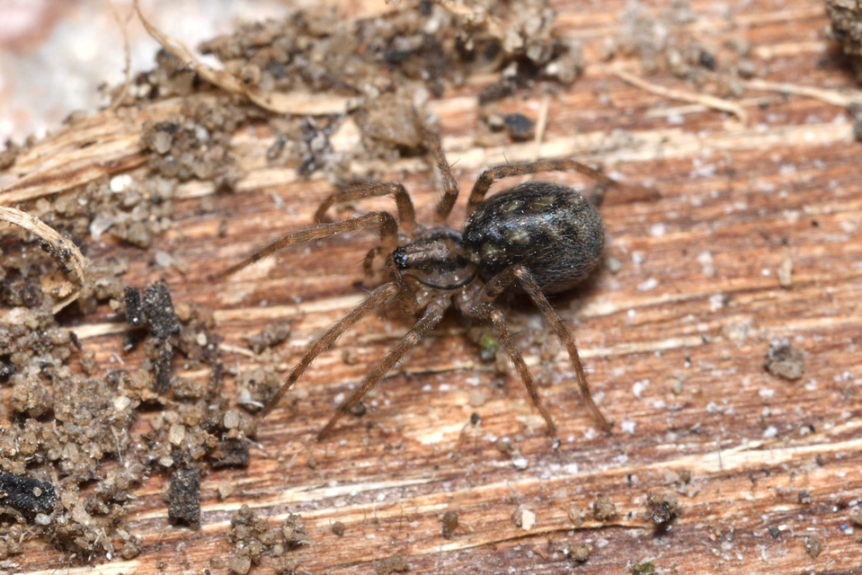 Tegenaria