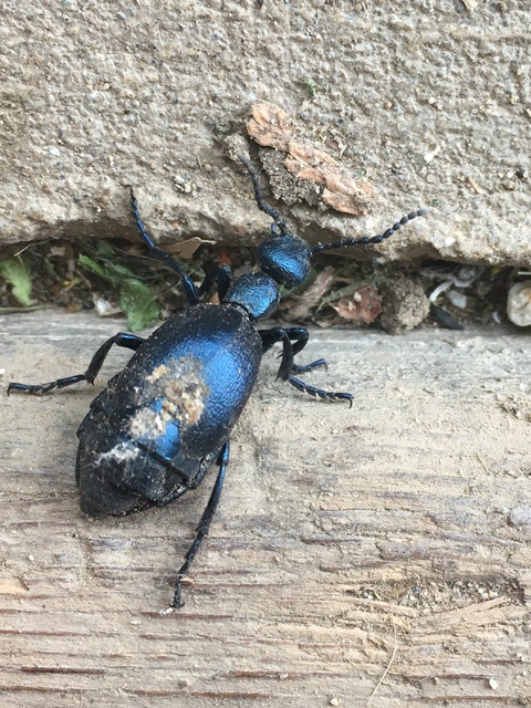 Meloe violaceus - kék nünüke