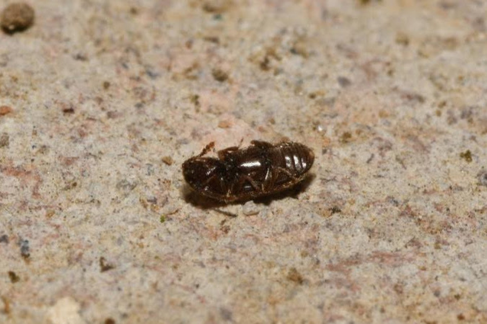 Cryptophagidae - penészbogárfélék