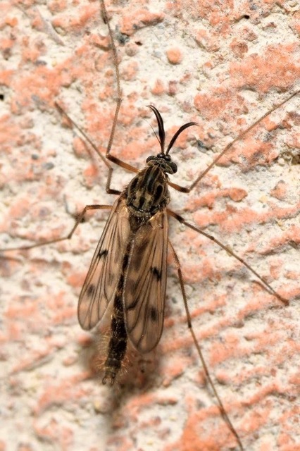 Chironomidae - árvaszúnyogok