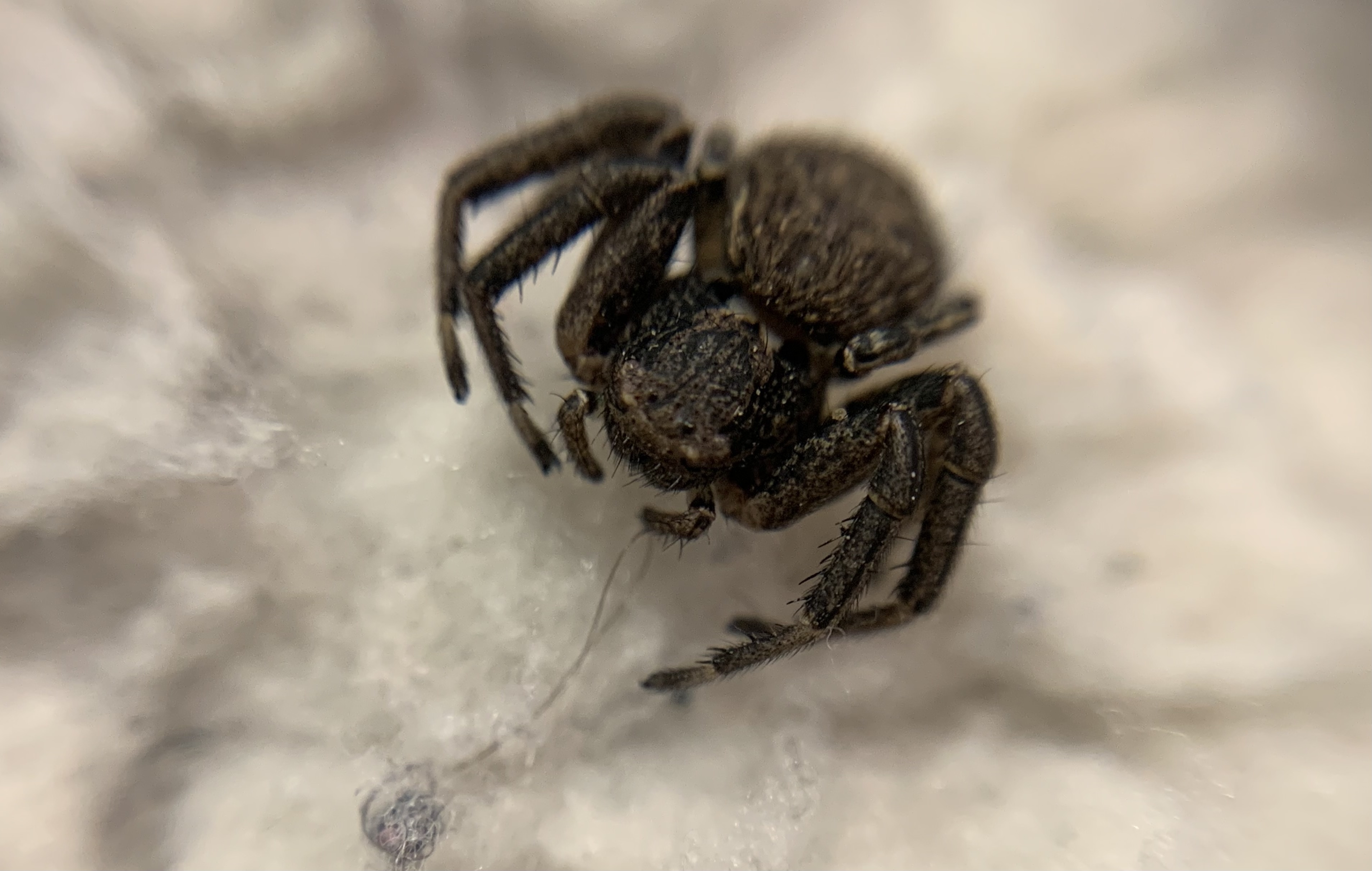 Xysticus acerbus