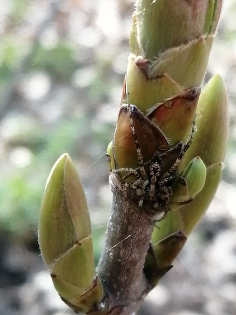 Anyphaena accentuata - jegyespók