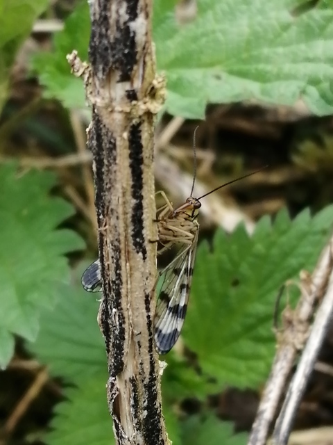 Panorpa communis/vulgaris