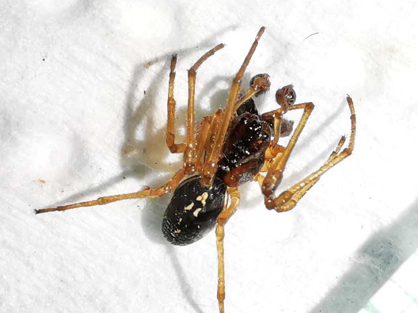 Pachygnatha degeeri/clercki