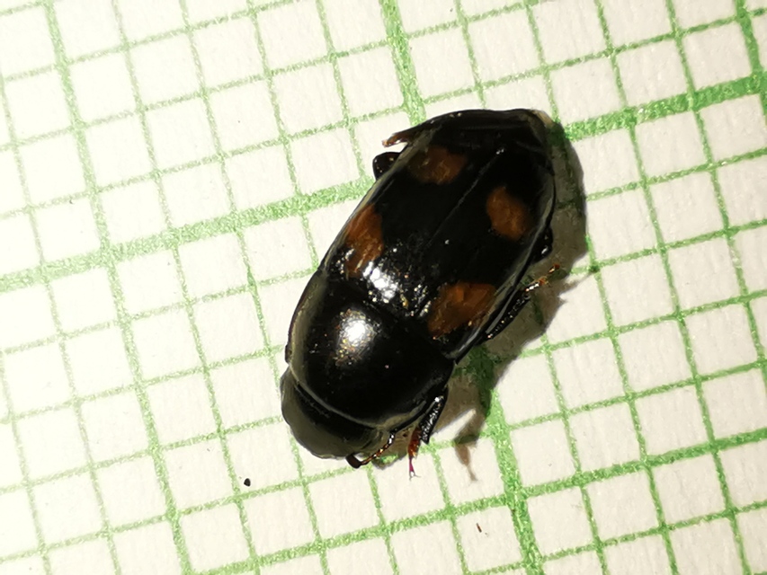 Glischrochilus quadrisignatus - amerikai fénybogár Glischrochilus quadrisignatus - amerikai fénybogár