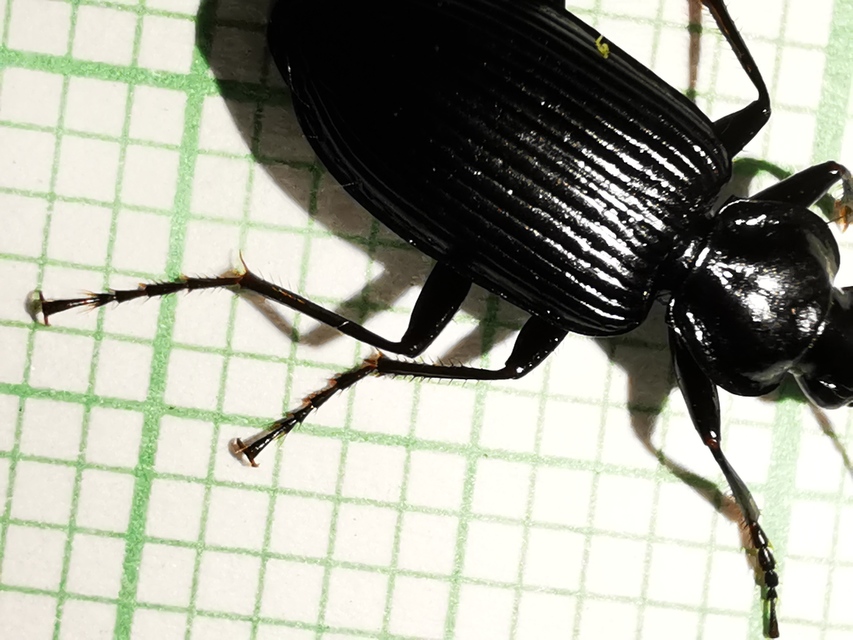Limodromus krynickii - feketelábú kisfutó