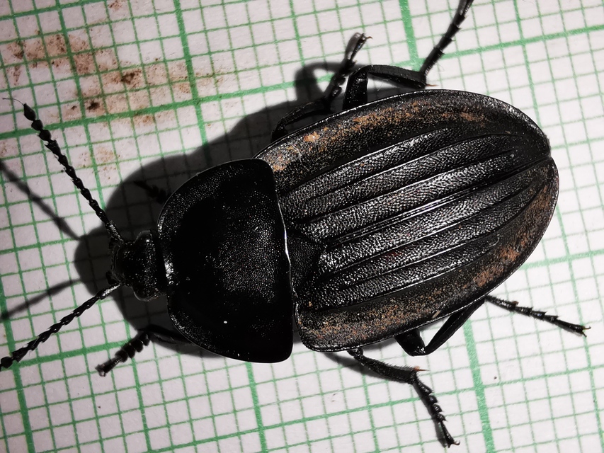 Silpha carinata - karimás dögbogár